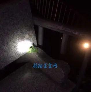 水族毒蛇爆料视频播放,视频爆料揭示神秘生物的生存智慧